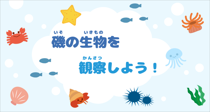 磯の生物を観察しよう
