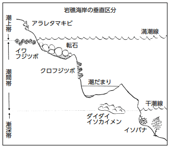岩礁海岸の垂直区分