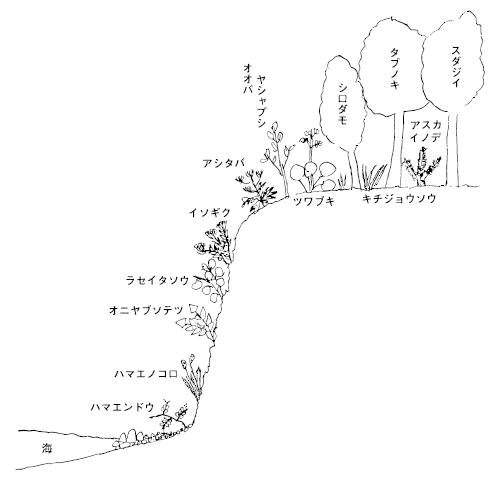 磯浜の植物