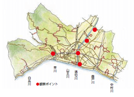 河原の自然観察ガイド