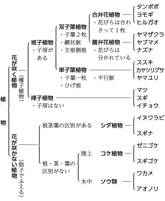 かんたんな植物の分類表