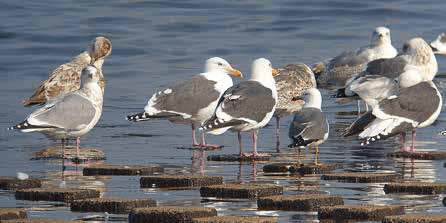 取水堰の鳥