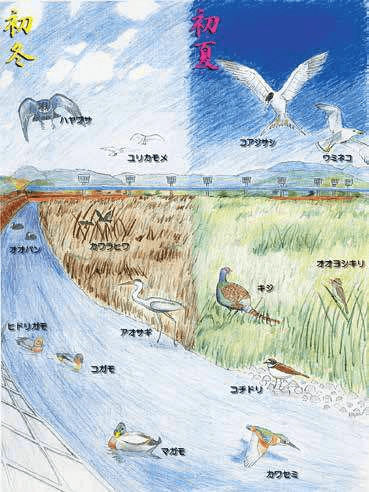 酒匂川の鳥