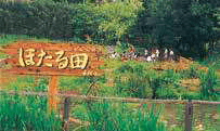 千代小学校のビオトーブ(ほたる田)